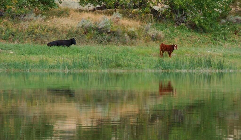 Trump administration cancels rule that made conservation a ‘use’ of public lands Trump administration cancels rule that made conservation a ‘use’ of public lands