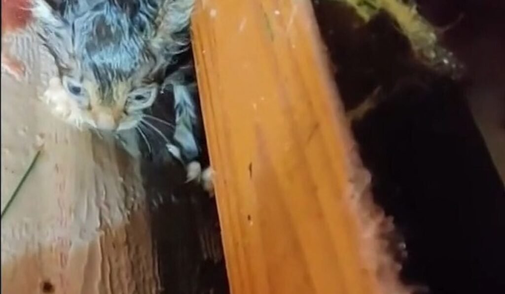 Two kittens rescued after tornado find new home