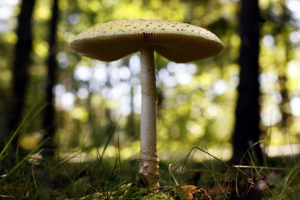 U.S. slaps duties on fresh Canadian mushrooms over subsidy claims U.S. slaps duties on fresh Canadian mushrooms over subsidy claims