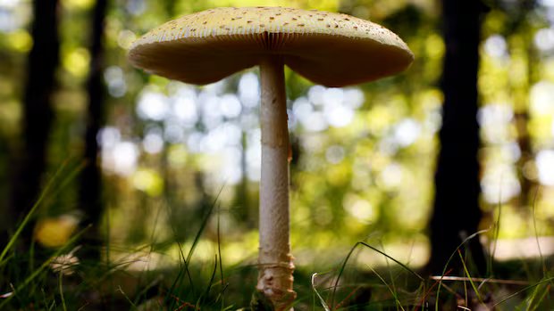 U.S. slaps tariffs on fresh Canadian mushrooms, claims growers getting unfair subsidies U.S. slaps tariffs on fresh Canadian mushrooms, claims growers getting unfair subsidies