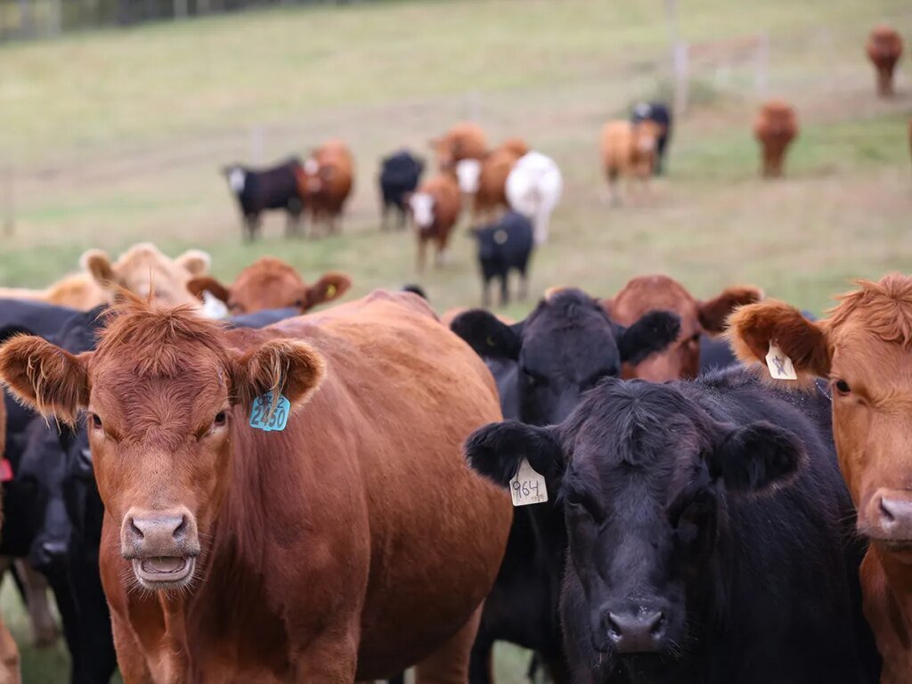 What's the beef? Why prices for everything from sirloins to ground beef won't likely come down anytime soon What's the beef? Why prices for everything from sirloins to ground beef won't likely come down anytime soon
