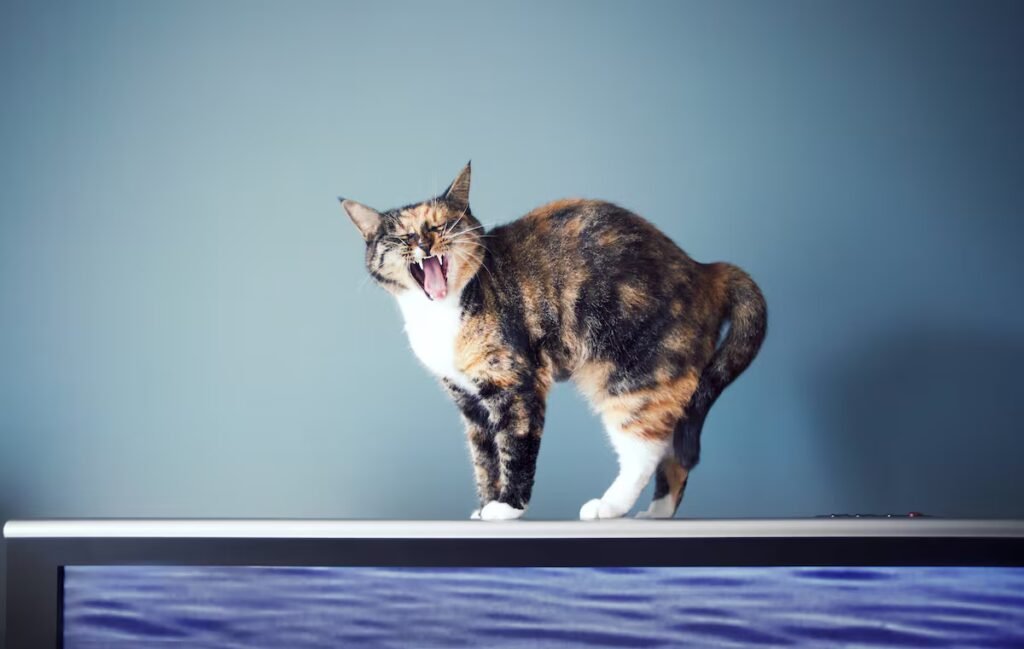 Why is your cat fascinated by screens? The key is movement | Lifestyle