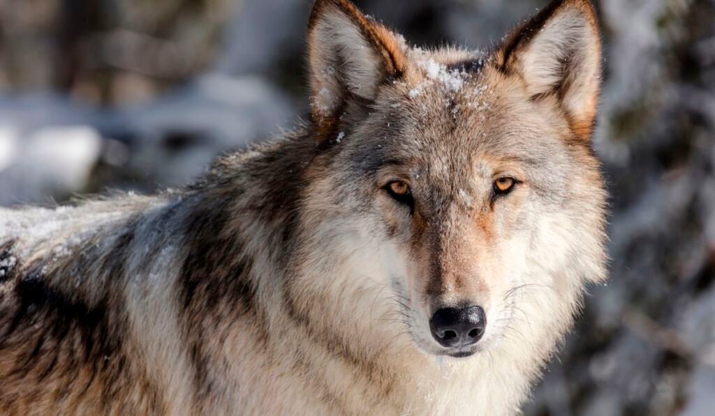 Wyoming cuts wolf hunt in half to buoy Yellowstone region’s disease-depleted population