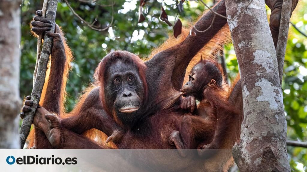 ¿Pueden los incendios borrar años de recuperación del hábitat de los orangutanes? Los expertos lanzan un aviso serio