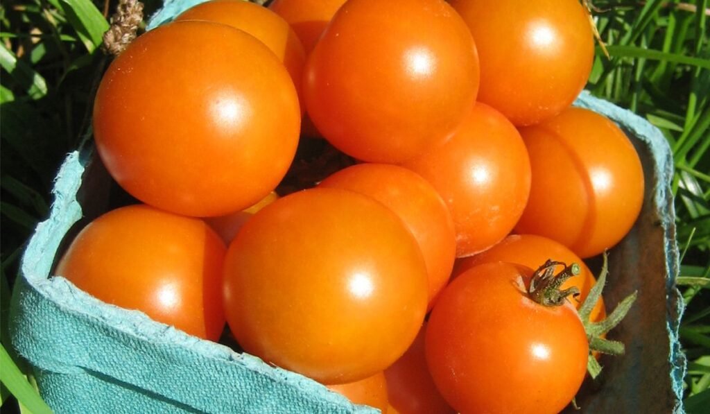 5 tomato superstars for a mouthwatering summer harvest 5 tomato superstars for a mouthwatering summer harvest