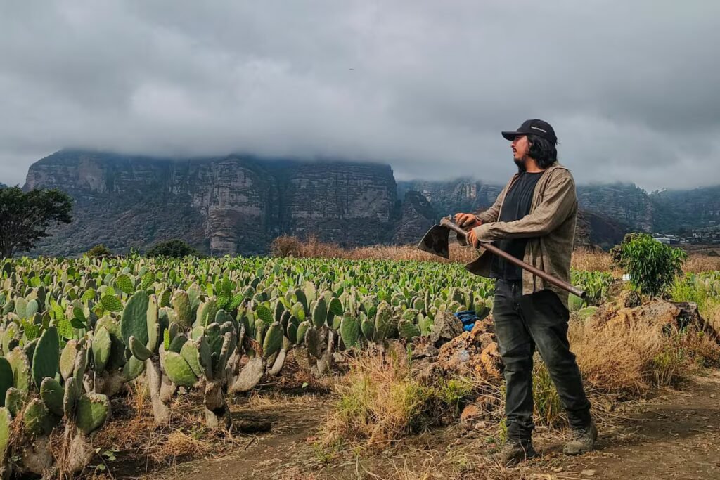A World Cup ticket equals 200,000 nopales: a grower’s plea inspires support for Mexico | Economy and Business A World Cup ticket equals 200,000 nopales: a grower’s plea inspires support for Mexico | Economy and Business