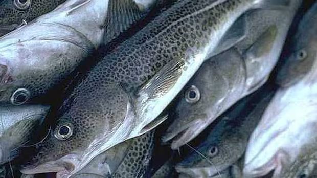 ‘A remarkable day’: Northern cod total allowable catch increases by 55 per cent 'A remarkable day': Northern cod total allowable catch increases by 55 per cent