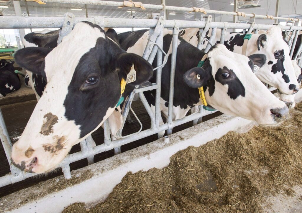 Agriculture minister reappoints Canadian Dairy Commission CEO Benoit Basillais Agriculture minister reappoints Canadian Dairy Commission CEO Benoit Basillais