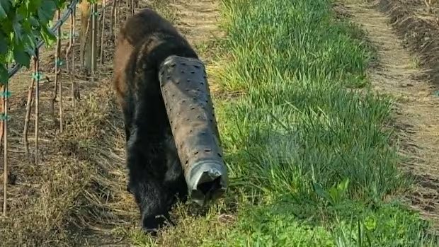 Bear wandering around with pipe stuck on head rescued by conservation officers Bear wandering around with pipe stuck on head rescued by conservation officers