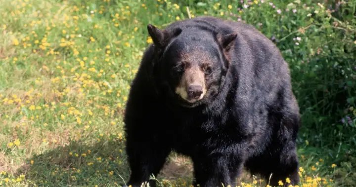 California couple fight off bear attack with hatchet, water bottle – National California couple fight off bear attack with hatchet, water bottle - National
