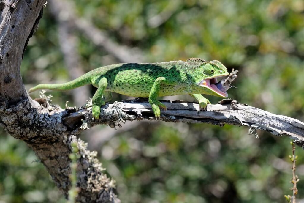 Chameleons spread across Spain as experts urge people not to take them home | Climate Chameleons spread across Spain as experts urge people not to take them home | Climate