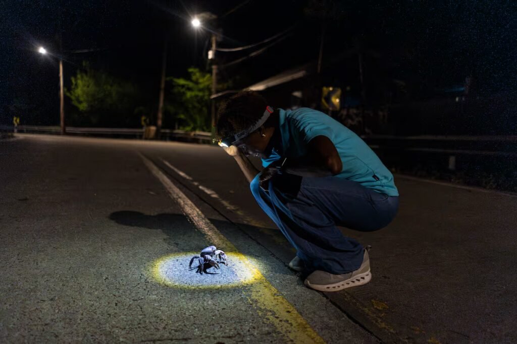 Colombia: The black crab of Providencia’s obstacle course to spawn and survive | Science Colombia: The black crab of Providencia’s obstacle course to spawn and survive | Science