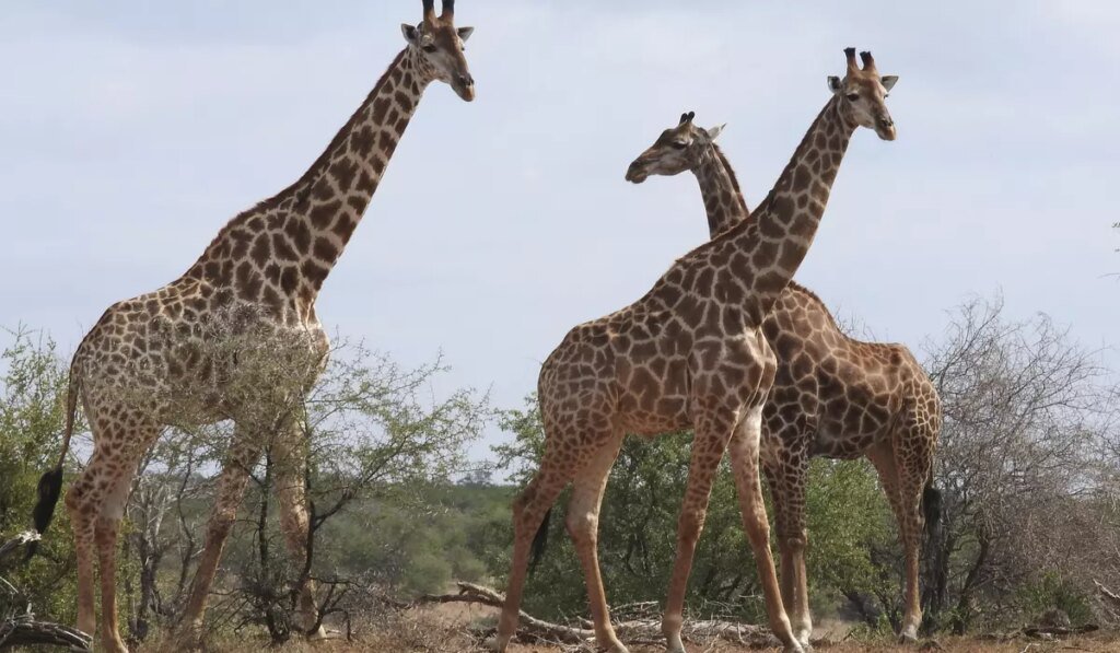 Contrary to reports, giraffe named Gracie still missing in Texas