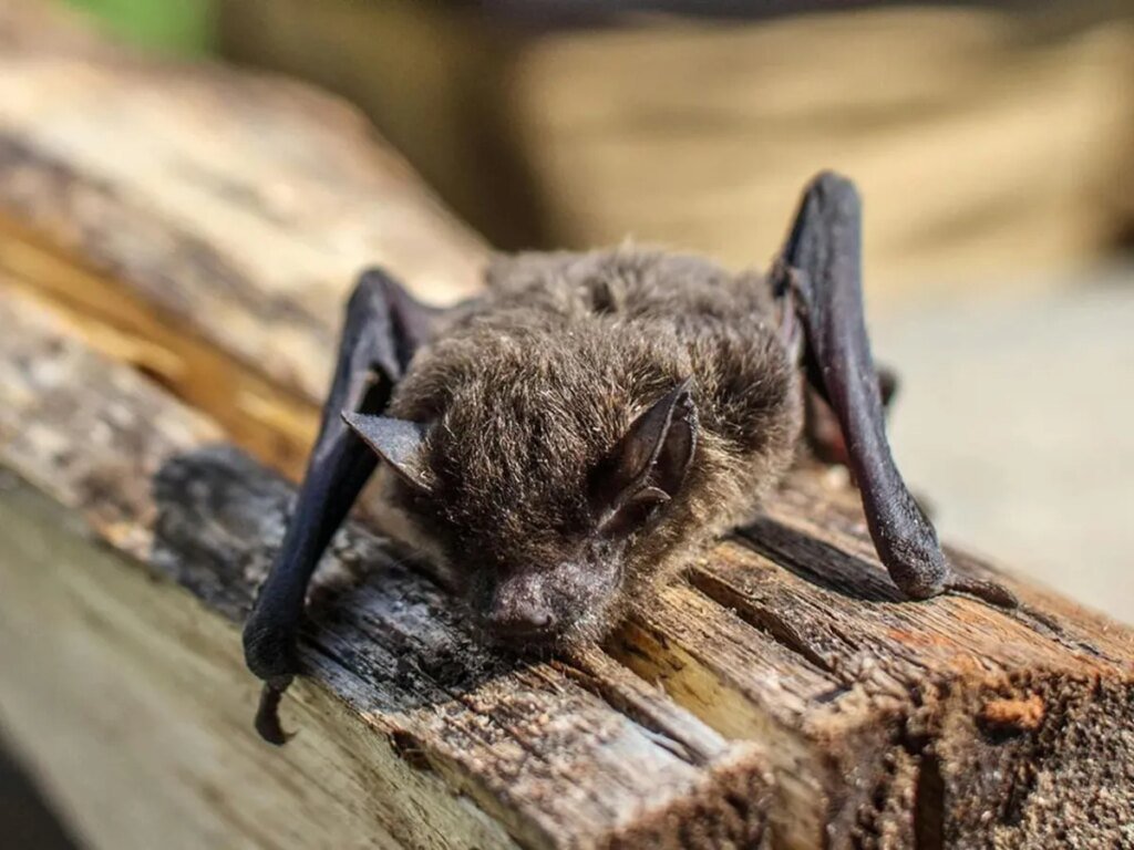 Doctors offer warning in case rabies death after bat encounter