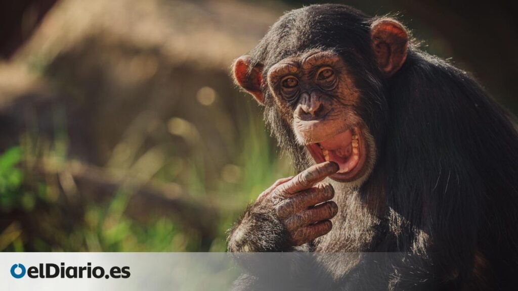 El análisis de las 'carcajadas' indica que la risa de humanos y grandes simios tuvo un origen común hace 15 millones de años