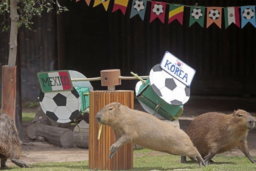 Elephants, pumas and gorillas make World Cup predictions at Guadalajara Zoo Elephants, pumas and gorillas make World Cup predictions at Guadalajara Zoo