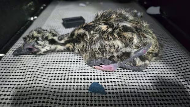 Emu born with 4 legs on Nanaimo, B.C., farm Emu born with 4 legs on Nanaimo, B.C., farm