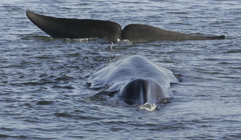 Endangered pregnant whale found dead on bow of Royal Caribbean cruise ship in Alaska Endangered pregnant whale found dead on bow of Royal Caribbean cruise ship in Alaska
