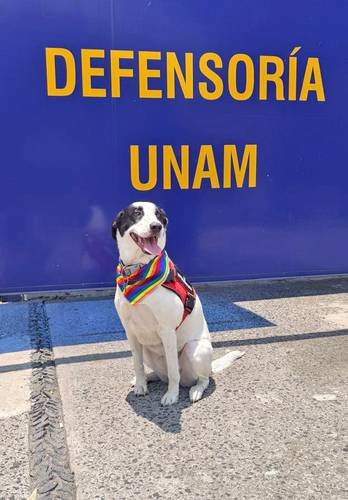Epi ofrece en la UNAM apoyo a jóvenes víctimas de violencia de género Epi ofrece en la UNAM apoyo a jóvenes víctimas de violencia de género