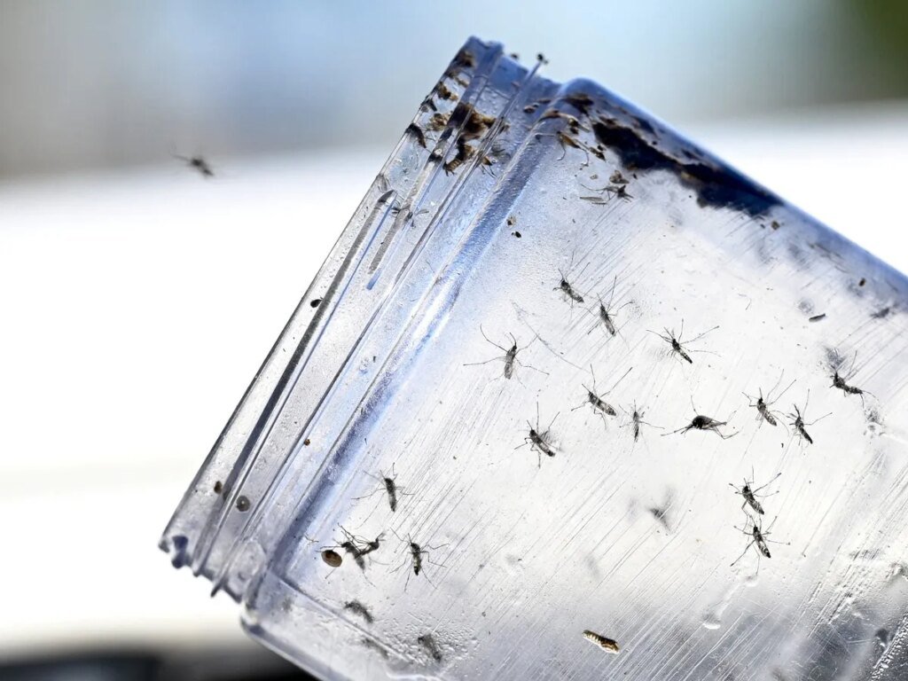 Google seeks approval to release millions of ‘good’ mosquitoes in U.S. Google seeks approval to release millions of 'good' mosquitoes in U.S.