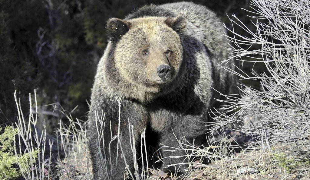 Grizzly bear mauls San Diego hiker on Glacier National Park trail Grizzly bear mauls San Diego hiker on Glacier National Park trail