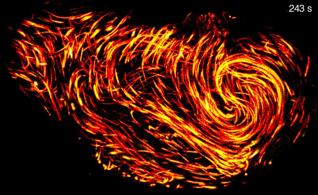 How thousands of sperm squeeze into a space 10 times smaller without getting tangled | Science How thousands of sperm squeeze into a space 10 times smaller without getting tangled | Science