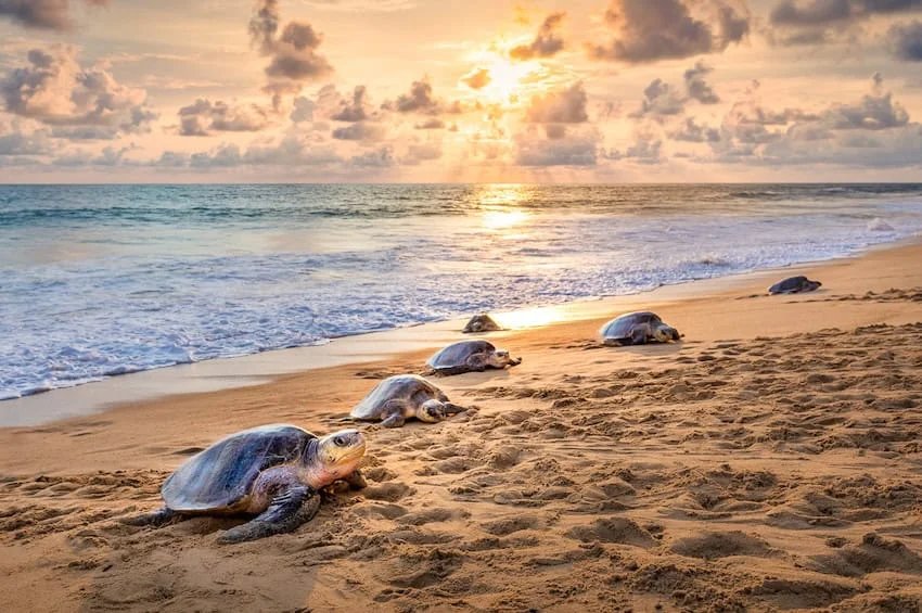 How you can help save the endangered Michoacán turtles How you can help save the endangered Michoacán turtles