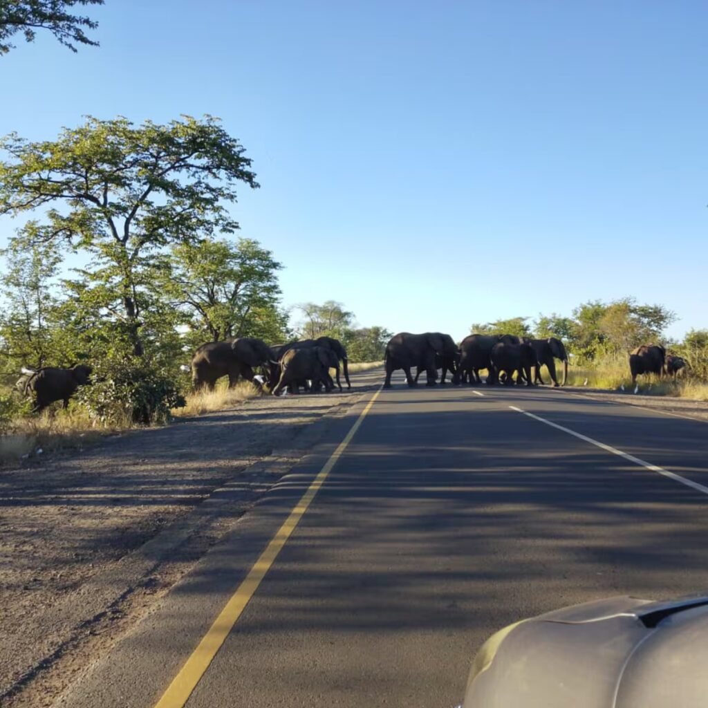 Hungry elephants displaced by the climate crisis with farmers for food in Zambia: ‘They ate the maize the whole night’ | International Hungry elephants displaced by the climate crisis with farmers for food in Zambia: ‘They ate the maize the whole night’ | International