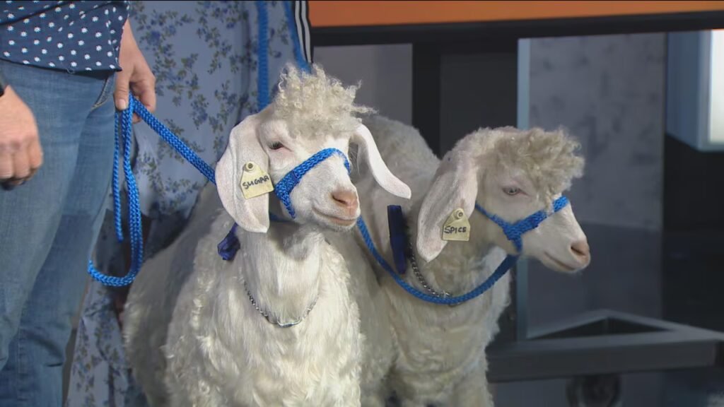 Meet Sugar and Spice, goat ambassadors of the Royal Agricultural Winter Fair Meet Sugar and Spice, goat ambassadors of the Royal Agricultural Winter Fair