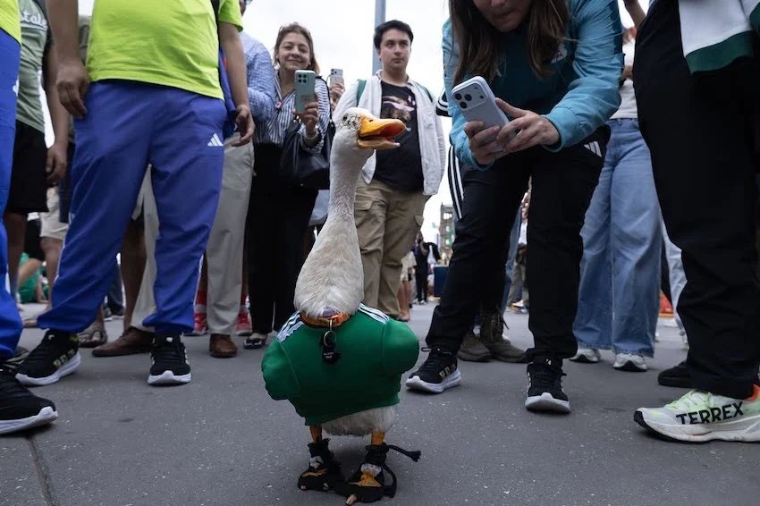 Merlin, the World Cup Duck, may be El Tri’s biggest fan Merlin, the World Cup Duck, may be El Tri's biggest fan