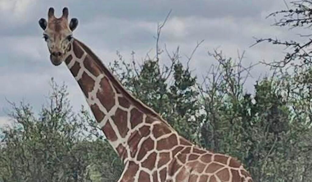 Missing giraffe found safe in Texas