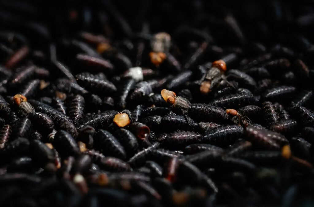 New World screwworm reappears in Texas for the first time in 60 years, putting the livestock industry on alert | U.S. New World screwworm reappears in Texas for the first time in 60 years, putting the livestock industry on alert | U.S.
