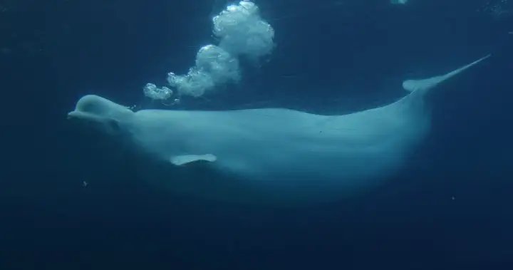 New study shows beluga whales display fascinating behaviour in front of mirror New study shows beluga whales display fascinating behaviour in front of mirror