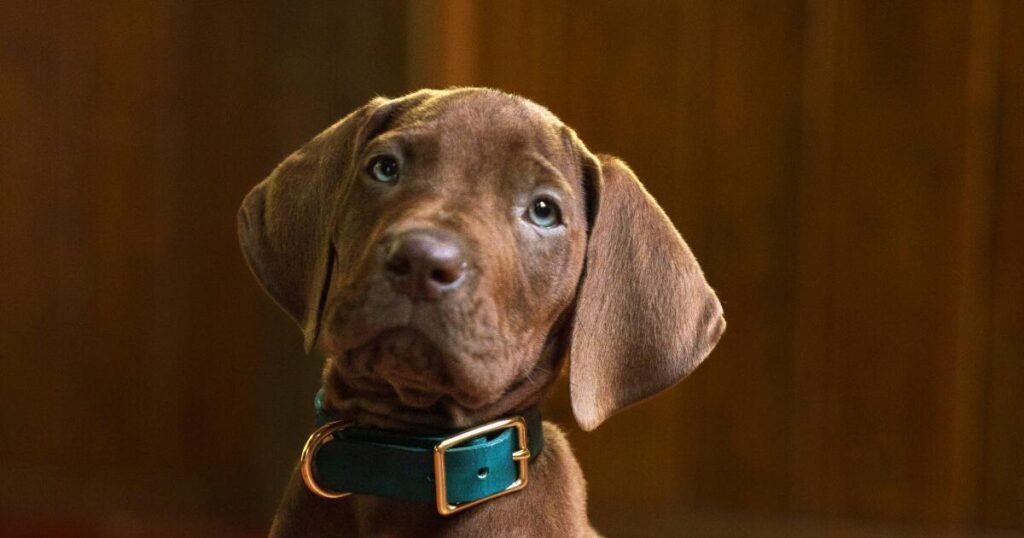 Origins’ en Netflix revela su muy bueno cachorro de la vida real – Celebrity Land