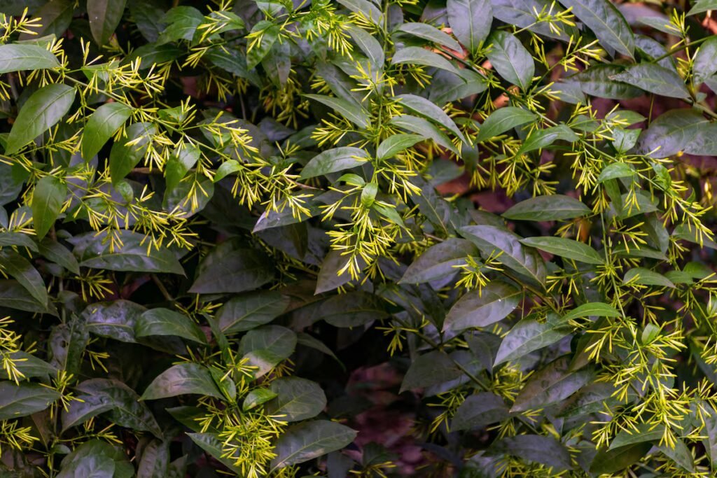 Plants that scent the garden when night falls | Lifestyle Plants that scent the garden when night falls | Lifestyle