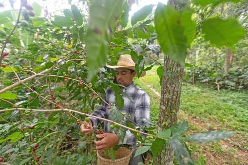 Productores de café de Veracruz incursionan en la rotación de cultivos Productores de café de Veracruz incursionan en la rotación de cultivos