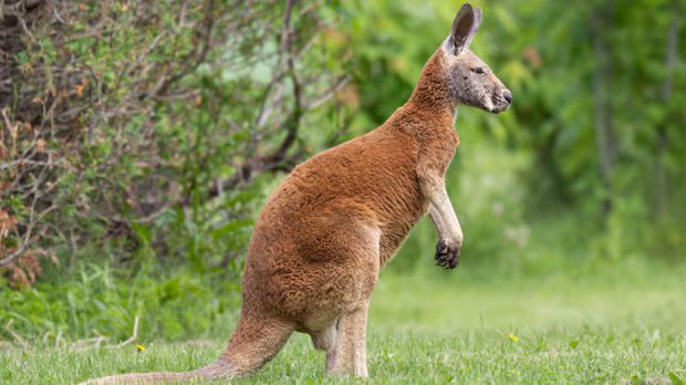 Quebec says runaway kangaroo ‘Joey’ poses no threat but advocate warns of risks to its safety Quebec says runaway kangaroo 'Joey' poses no threat but advocate warns of risks to its safety
