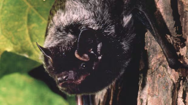 Rabid bat found at Sask. daycare; school division apologizes for delay in telling parents Rabid bat found at Sask. daycare; school division apologizes for delay in telling parents