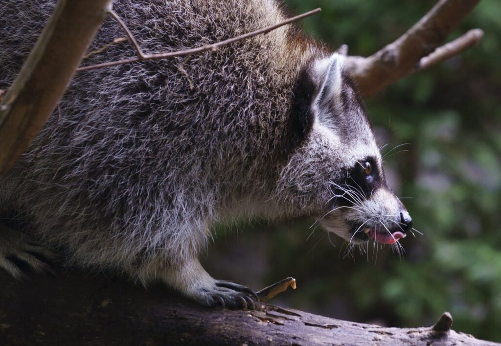 Raccoon rabies outbreak still growing, Quebec public health officials say Raccoon rabies outbreak still growing, Quebec public health officials say