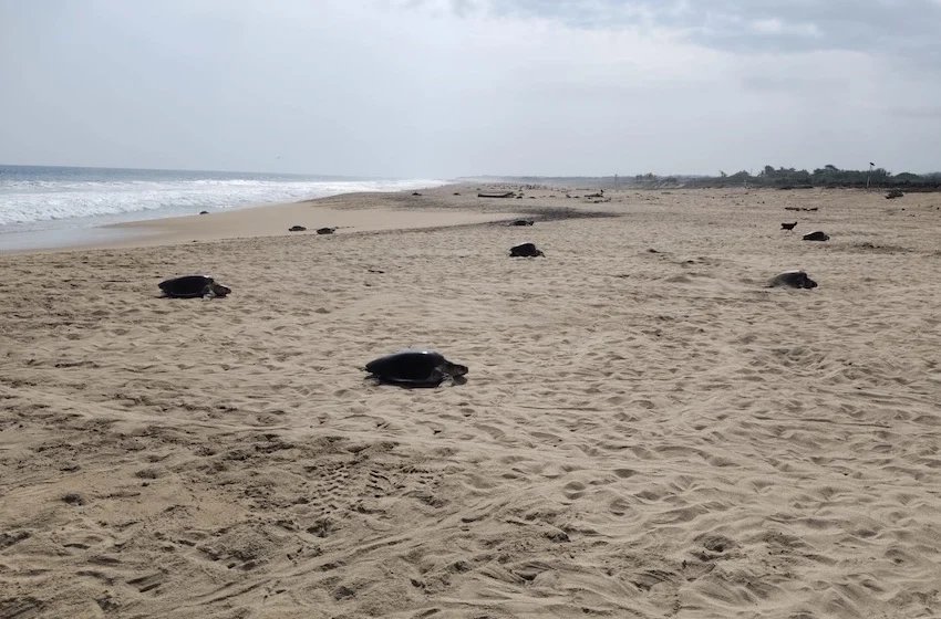 Record 34 million olive ridley turtles hatch on Oaxaca coast Record 34 million olive ridley turtles hatch on Oaxaca coast