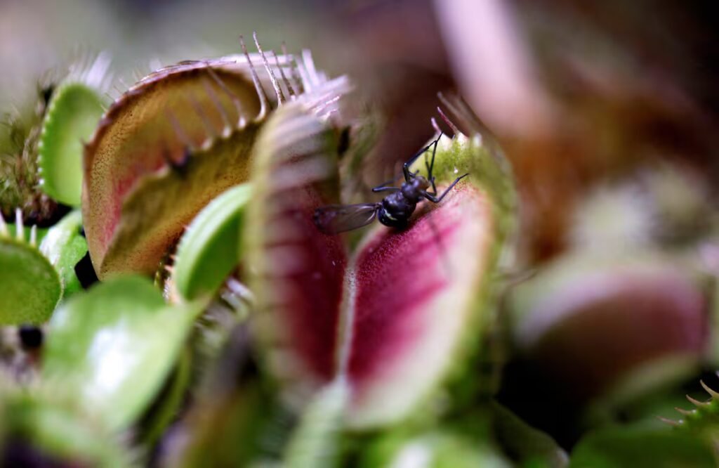 Researchers uncover mechanism responsible for the world’s most famous carnivorous plant’s snapping jaw | Science Researchers uncover mechanism responsible for the world’s most famous carnivorous plant’s snapping jaw | Science