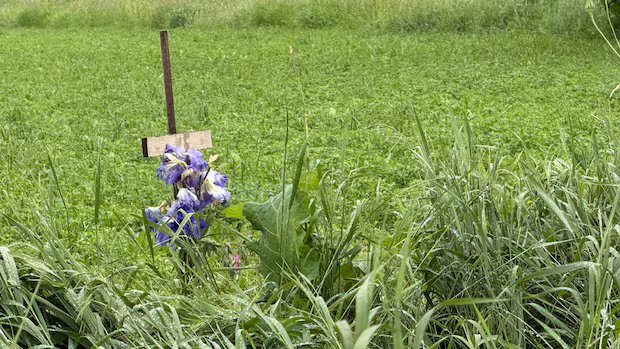 Rural Ontario communities reeling with grief after crash that killed 5 children Rural Ontario communities reeling with grief after crash that killed 5 children
