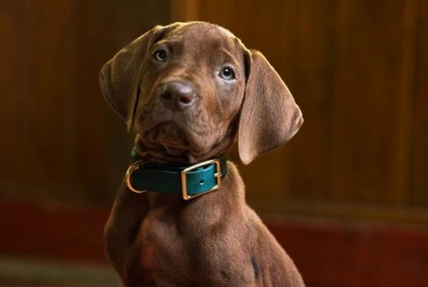 Scooby-Doo: Origins: Netflix Unveils Mystery-Solving Canine and 15 Additional Cast Members – canceled + renewed TV shows, ratings Scooby-Doo: Origins: Netflix Unveils Mystery-Solving Canine and 15 Additional Cast Members - canceled + renewed TV shows, ratings