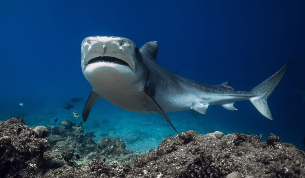 Shark attacks 12-year-old American boy in waters off Bahamas Shark attacks 12-year-old American boy in waters off Bahamas