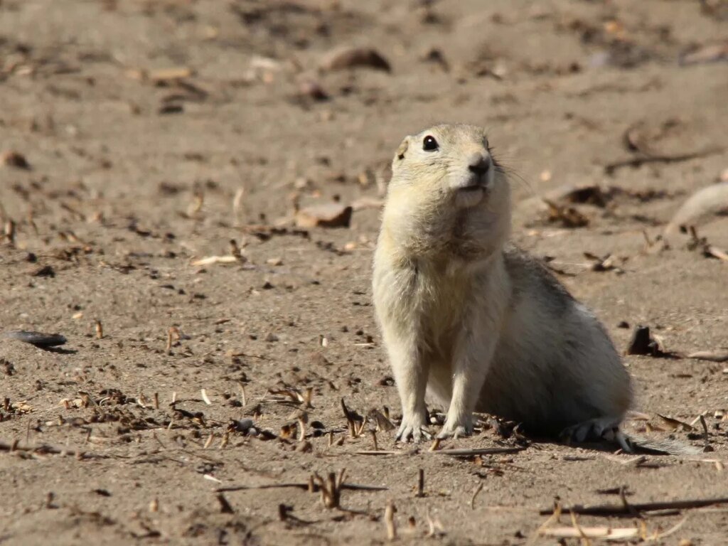 Small rodents may be to blame for the changes in Canada’s pesticide laws. Here's why