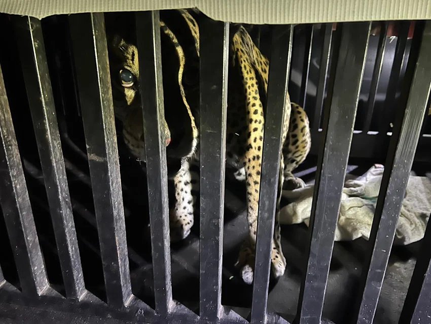 Tamaulipas officials rescue snared jaguar near state capital Tamaulipas officials rescue snared jaguar near state capital