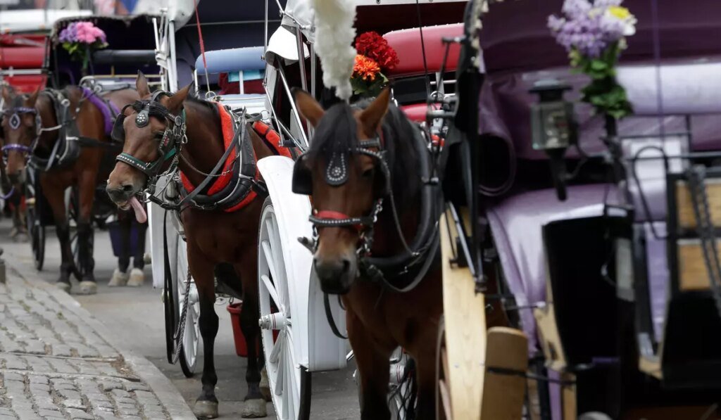 Teen dies after thrown from horse-drawn carriage in NYC’s Central Park Teen dies after thrown from horse-drawn carriage in NYC’s Central Park
