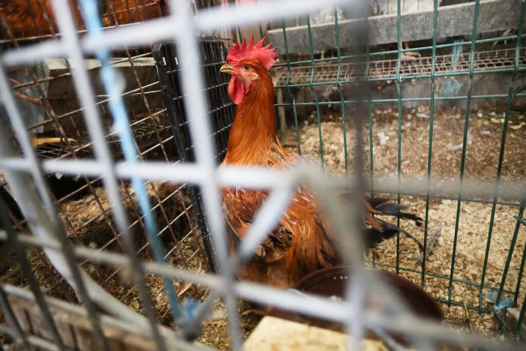The animals condemned to live behind bars  | Economy and Business