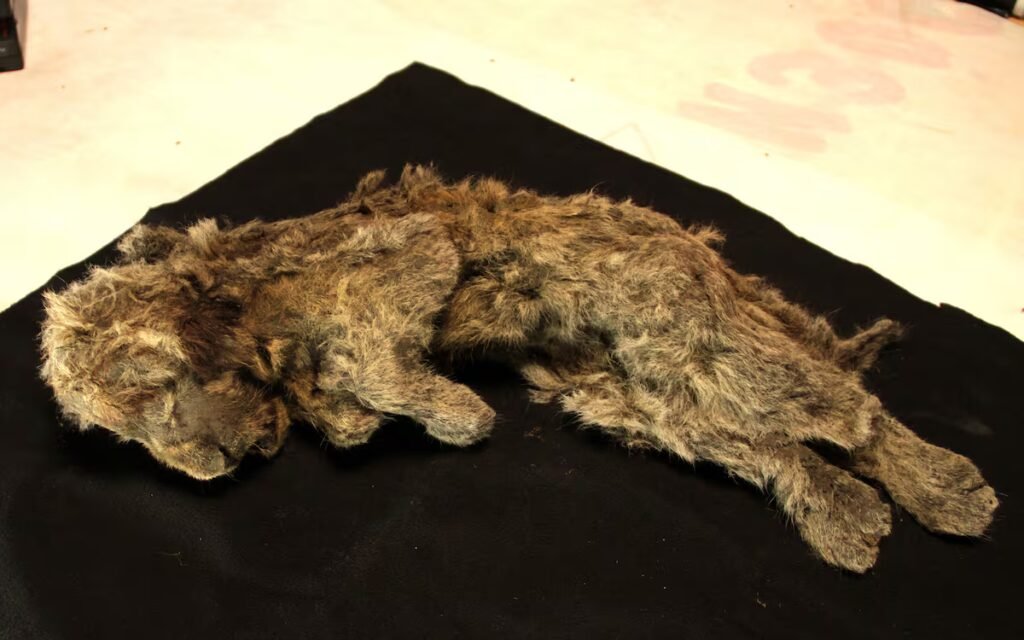 The cave lion wasn’t a lion: DNA reveals a species with nearly two million years of its own history | Science