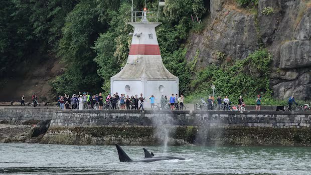 ‘This is our Serengeti’: New study says more whales showing up in Vancouver waters 'This is our Serengeti': New study says more whales showing up in Vancouver waters